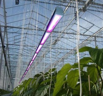 LED plant growing light