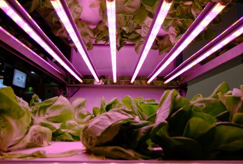 LED plant growing lights