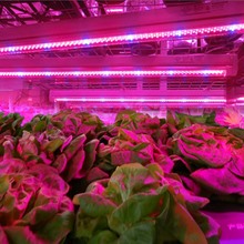 LED plant growing light tube
